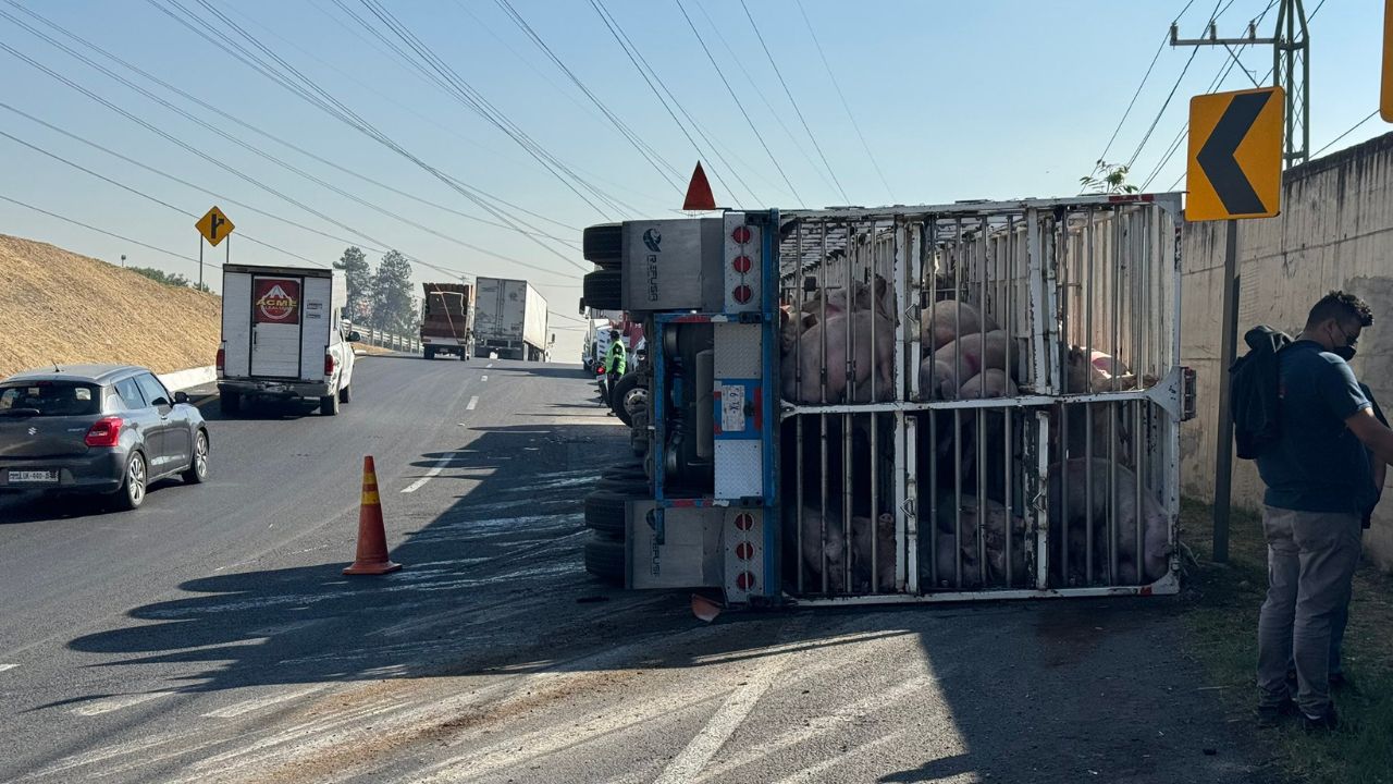 Vuelca tráiler que transportaba cerditos en el Circuito Exterior