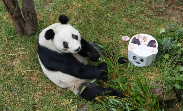 La historia de Xin Xin, la panda que vive en la CDMX y que acaba de cumplir 35 años